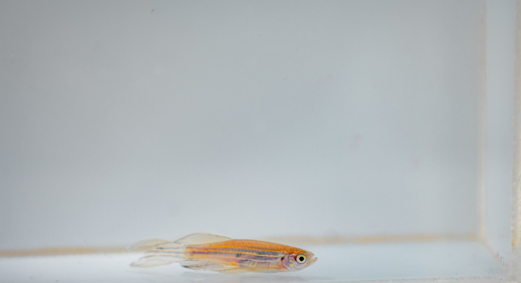 Z01_43122.jpg Z01_43122.jpg