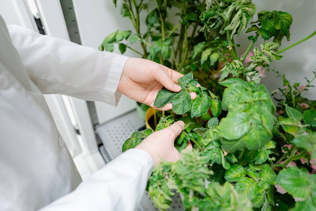 Генетическая паспортизация растений: задачи, проблемы и перспективы